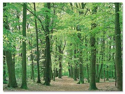 平均的な森林の酸素の生成量は0.6ｋｇ・CO2/年/m2ですので、換算で人間１人当たり約1,770m2の緑面積が必要になります。