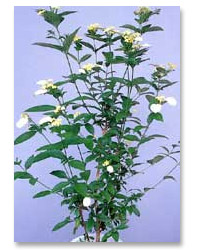 グリーンマスター出題例