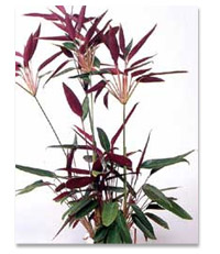 グリーンマスター出題例