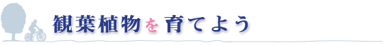 観葉植物を育てよう